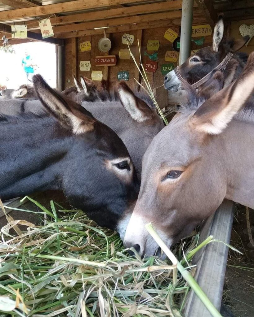 donkey farm montenegro